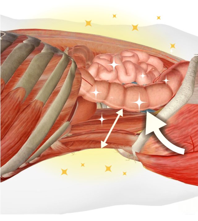 Anatomical view of the abdomen: intestines lifted, with a clear gap above the lower-back muscles