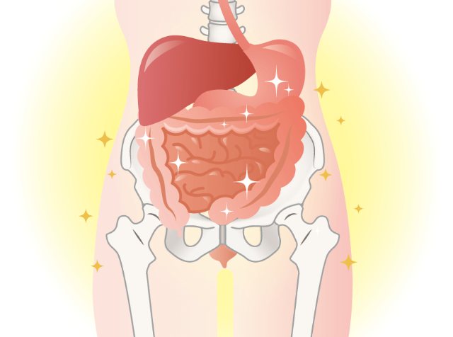 Illustration of the abdomen and pelvis: organs lifted back into place, glowing