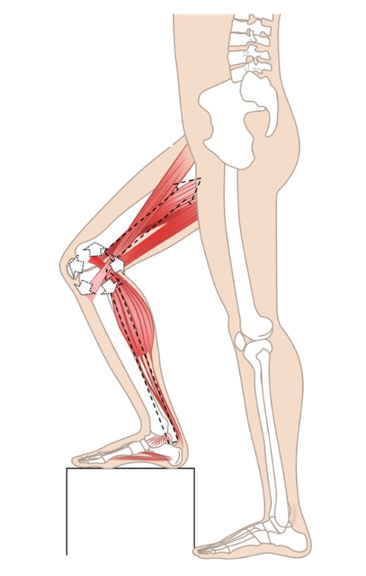 Side view of the leg with the knee bent on a step: muscles released, with space opening in the knee joint