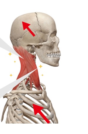 Skull and neck muscles seen from the side, head upright and muscles relaxed